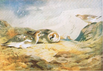 Schneehuhn, veröffentlicht von Book Club Associates, 1972 von Archibald Thorburn